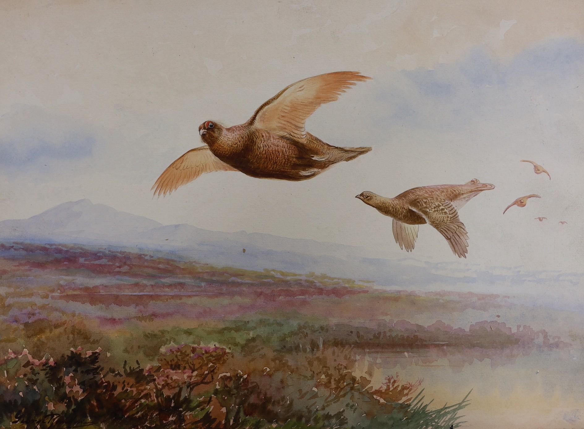 George Rankin (1864-1937), four watercolours, game birds, all signed, unframed, largest 29 x 44.5cm